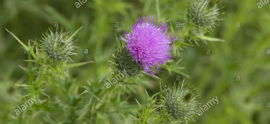 Thistle ordinary: description