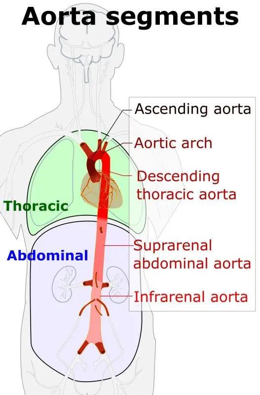 Thoracic aorta