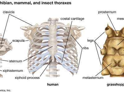 Thorax