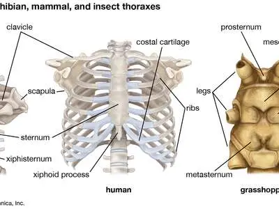 Thorax