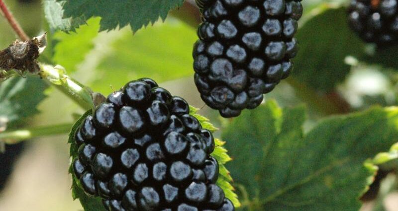 Thornless blackberry ntau yam