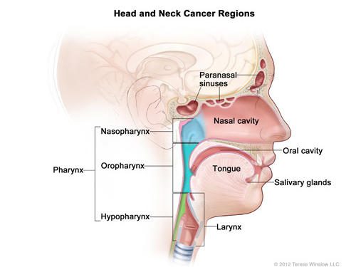 Throat cancer &#8211; Sites of interest