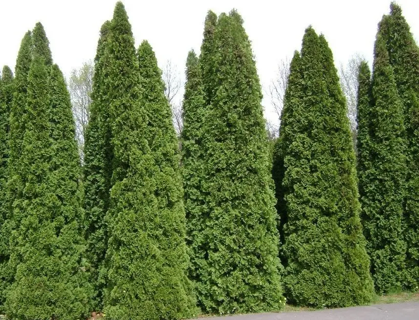 Thuja care in the fall in the country