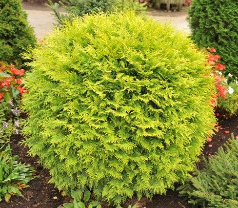 Thuja golden globe: description