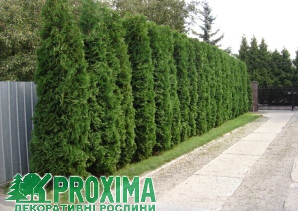 Thuja kolumna western: description, landing