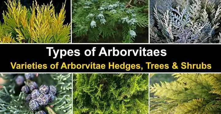 Thuja varieties: names and types