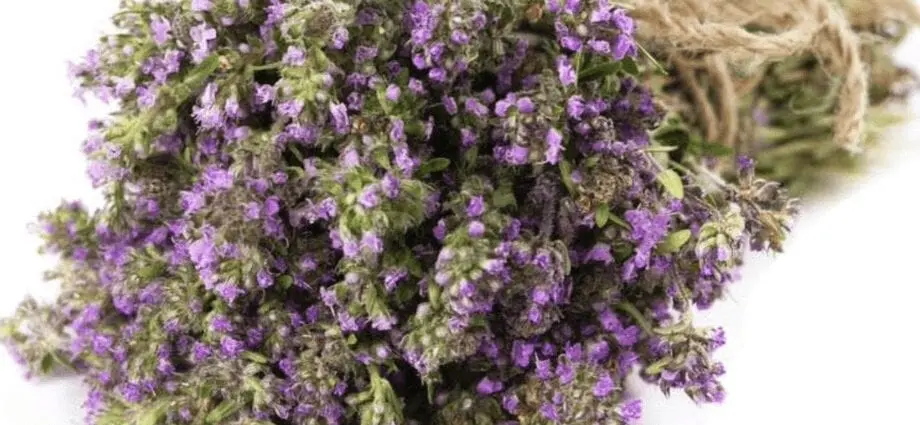 Thyme: useful properties and contraindications. Video