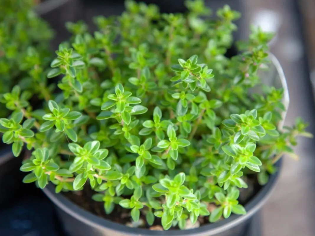 Thyme: where it grows and what it looks like