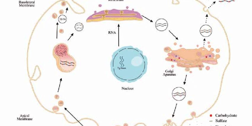 Thyroglobulin: when and how to perform its analysis?