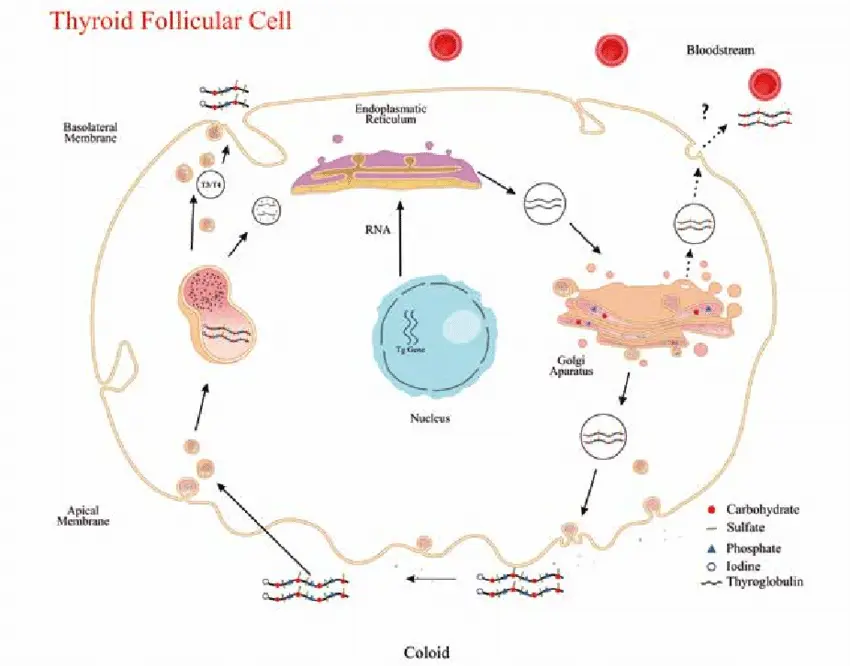 Thyroglobulin: when and how to perform its analysis?