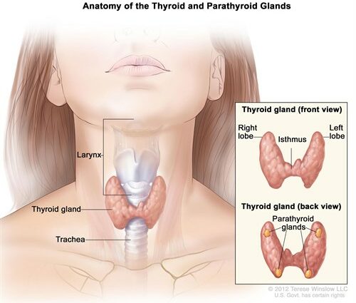 Máinliacht thyroid
