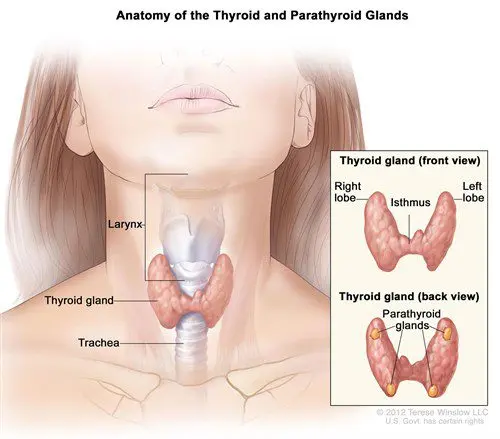 Thyroid surgery