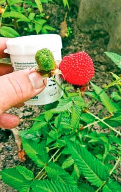 Tibetan raspberries: planting and care