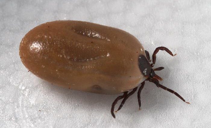 Tick ​​season: should my child be vaccinated against tick-borne encephalitis