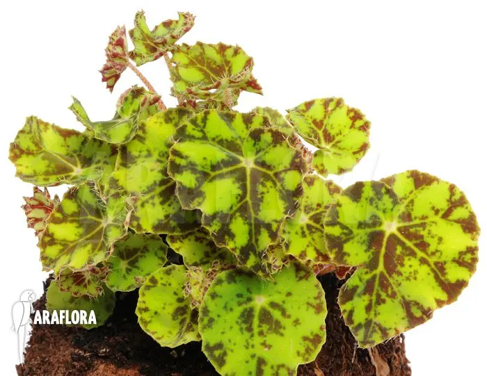 Tiger begonia &#8211; home care