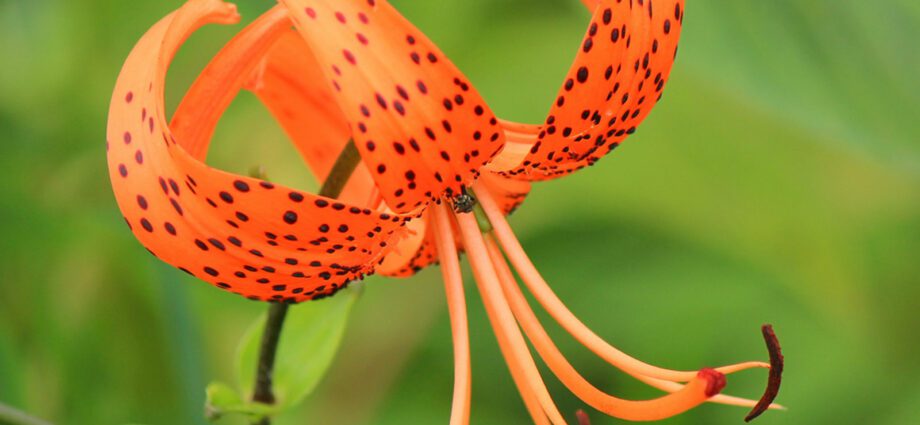 Tiger lily: planting, care