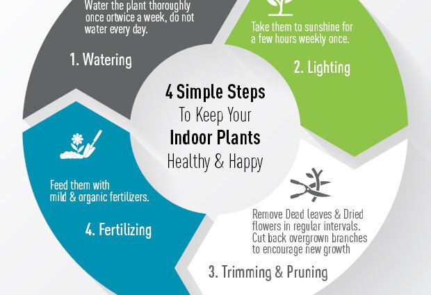 Tips for caring for indoor plants