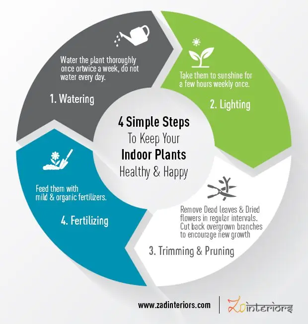 Tips for caring for indoor plants