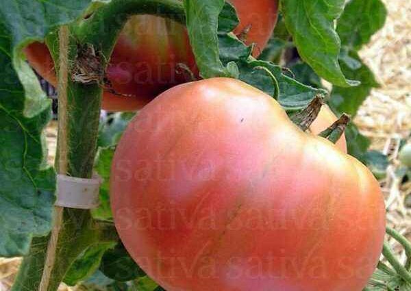 Tomato Black Prince: description, characteristics