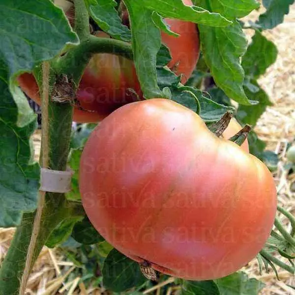 Tomato Black Prince: description, characteristics