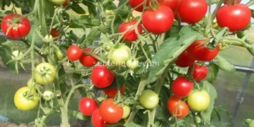 Tomato Blagovest: description