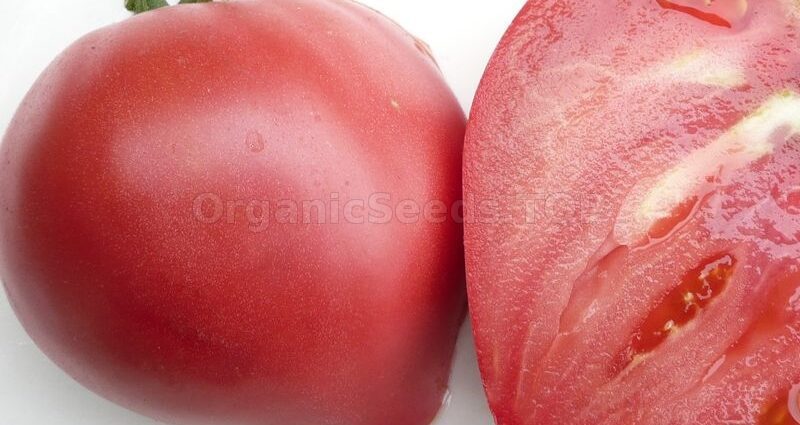 Tomato Budenovka: tomato variety