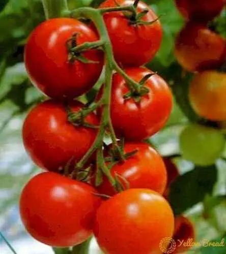 Tomato Eupator: tomato variety