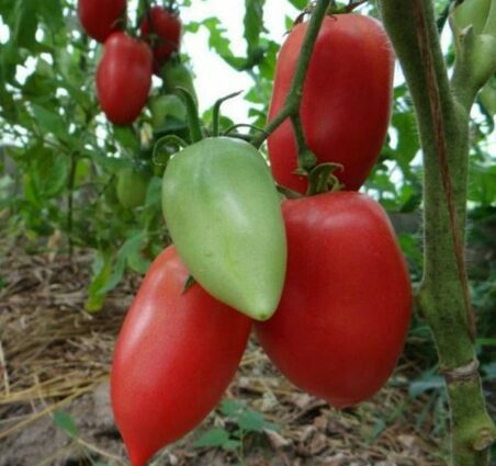 Tomato Konigsberg: description