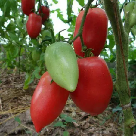 Tomato Konigsberg: description