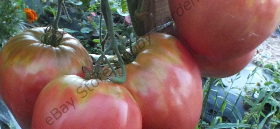 Tomato Pink honey, variety description