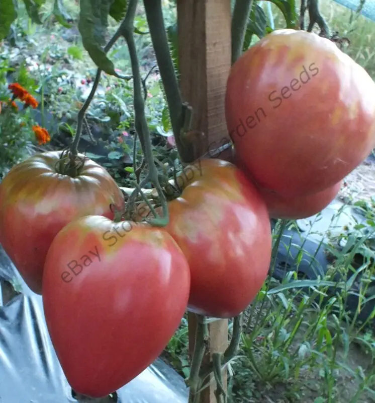 Tomato Pink honey, variety description