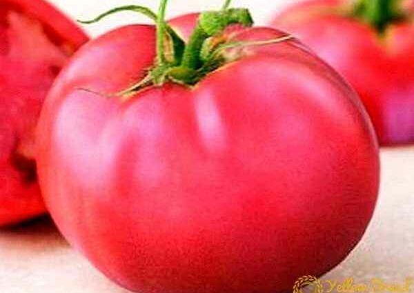 Tomato Pink Paradise: tomato variety