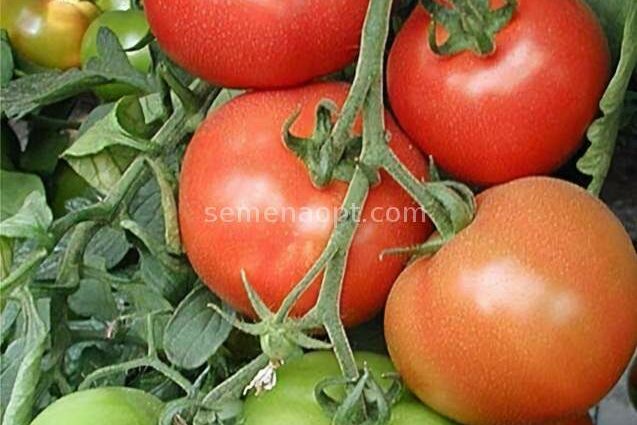 Tomato Sanka: description