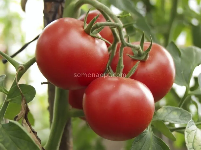 Tomato variety Intuition