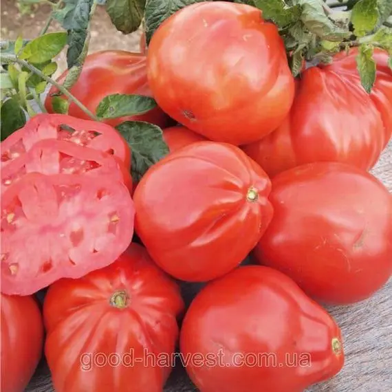 Tomato variety Puzata Hata