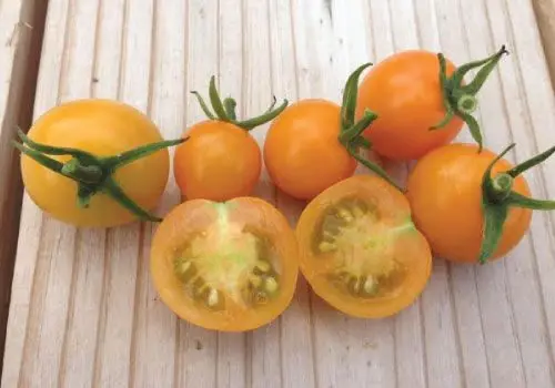 Tomato variety Sugar