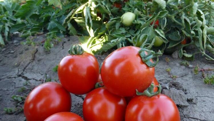 Tomato variety Summer resident