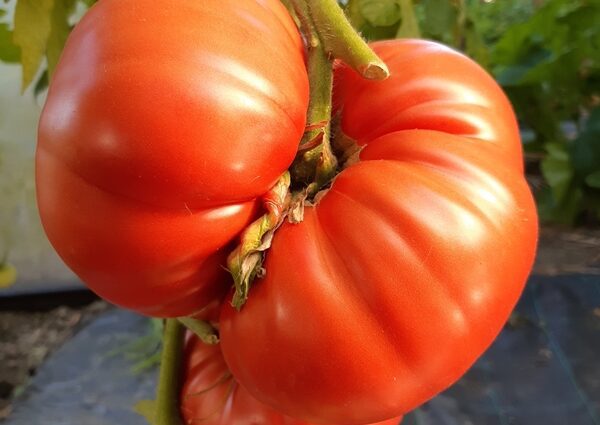 Tomato wonder of the earth: description