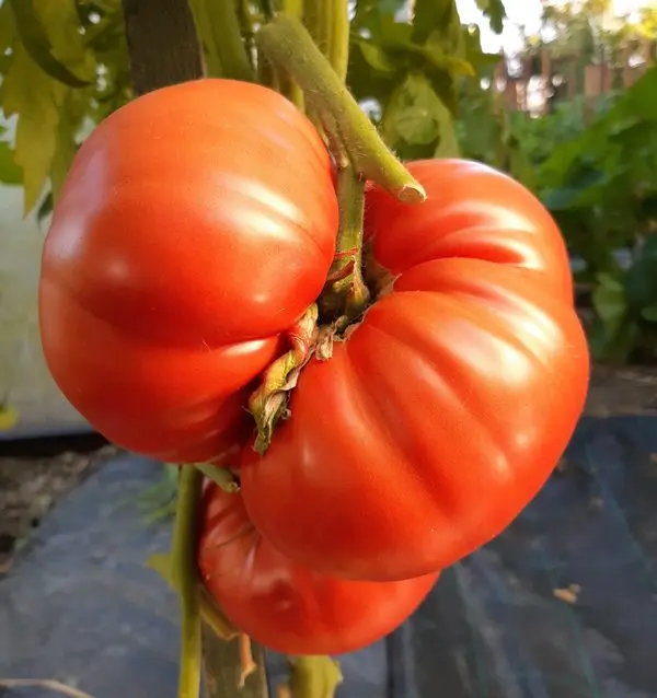 Tomato wonder of the earth: description