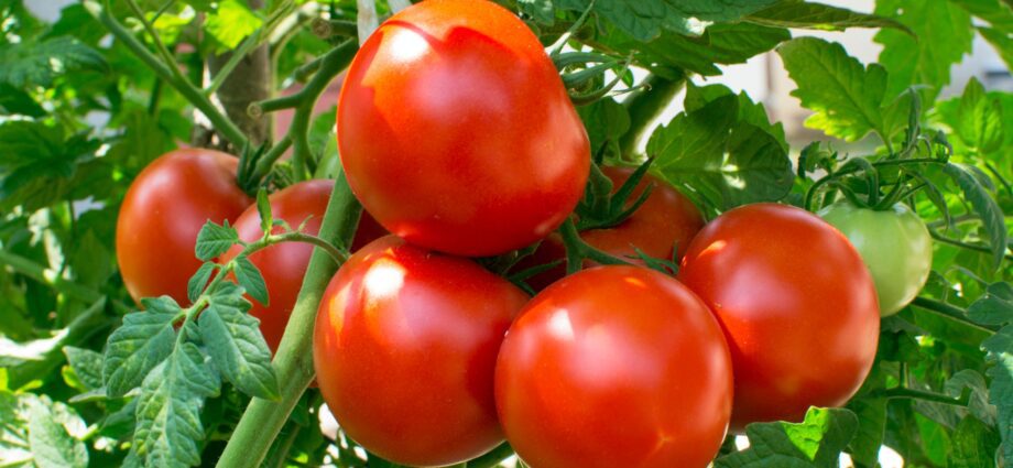 Tomatoes dates description, reviews about tomato dates