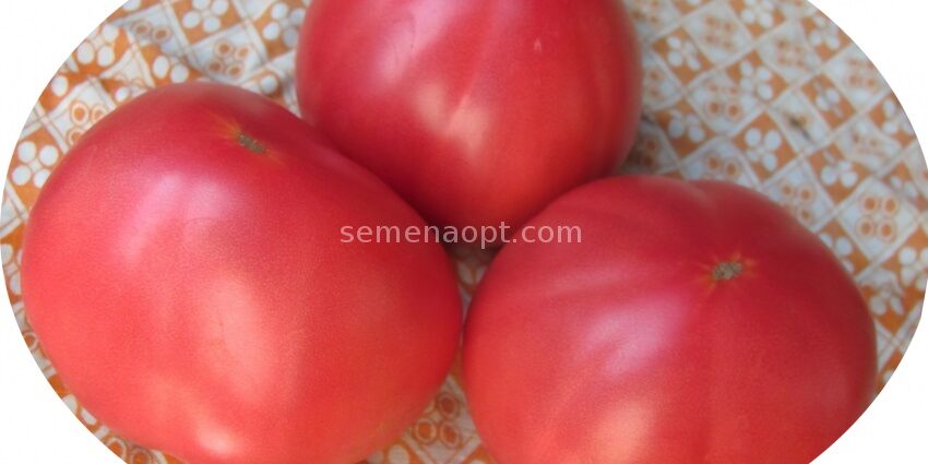 Tomatoes Grandma&#8217;s secrets: description of tomatoes and reviews