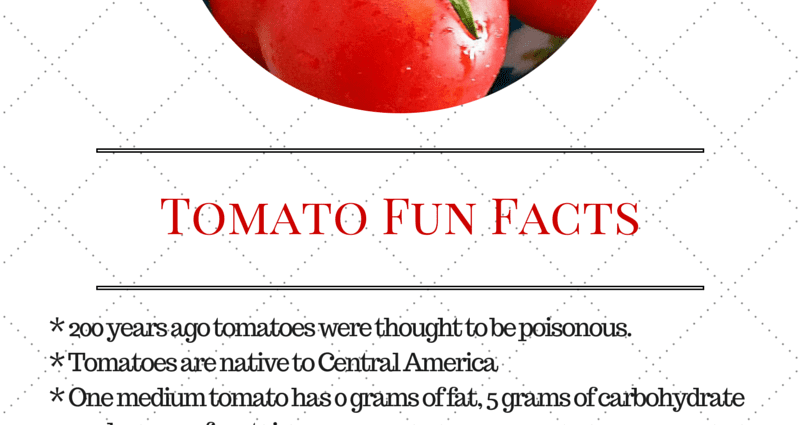 Tomatoes: useful properties, facts, recipes