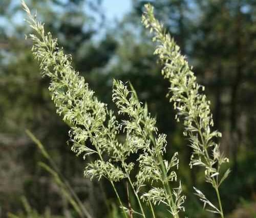 Tonkonog: photo of a plant