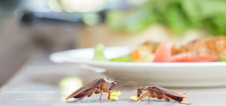 Top 5 foods that cockroaches actively flock to