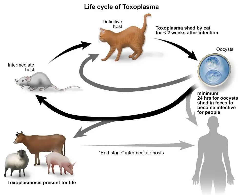 Toxoplasmosis in cats: how to treat it?