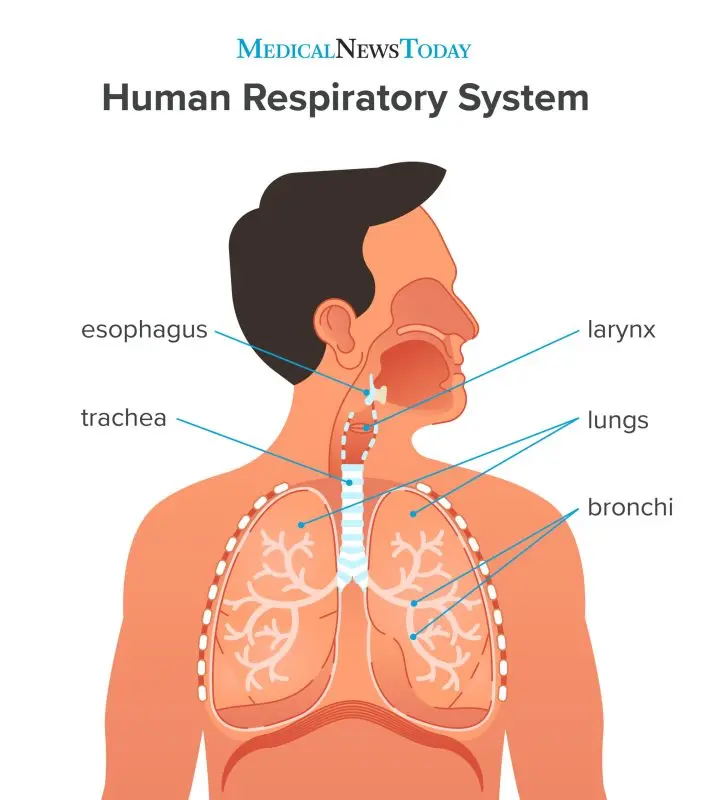 Trachea