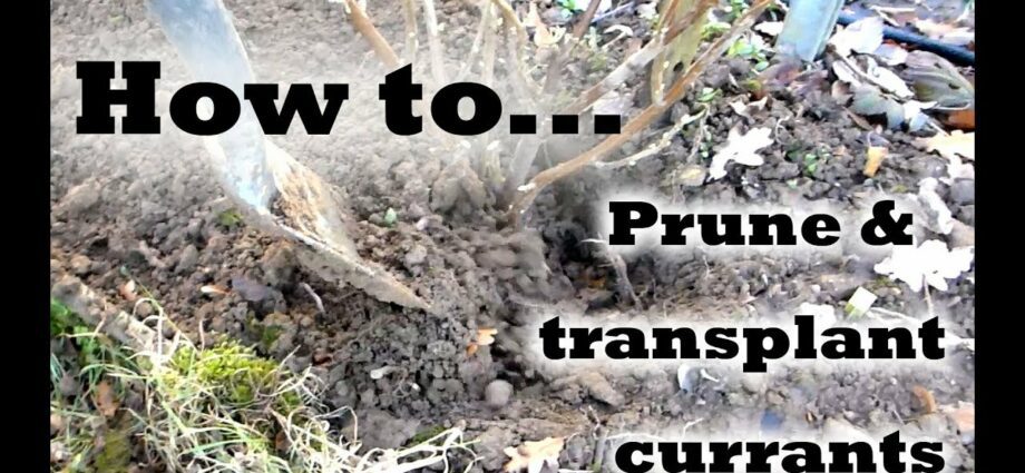 Transplanting currants. Video