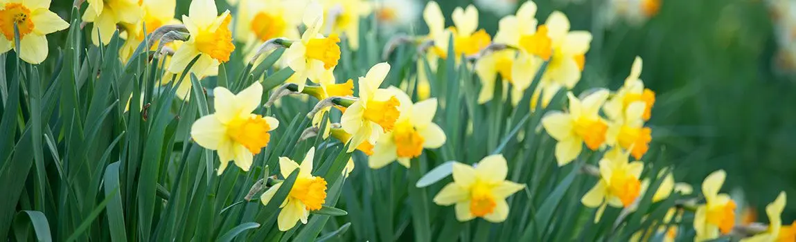 Transplanting daffodils to another location in the fall