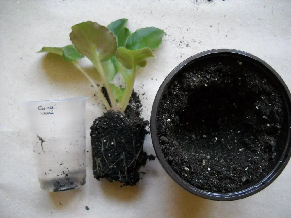 Transplanting violets at home