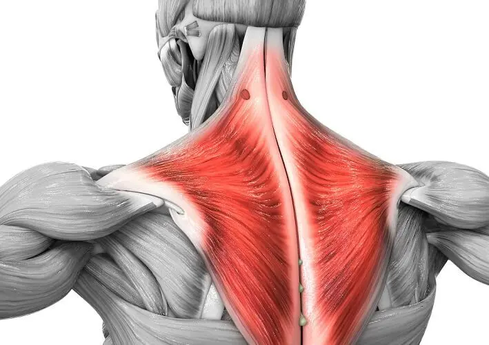 Trapezius muscle